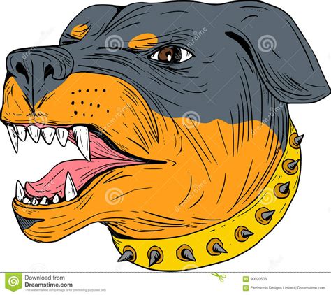 Rottweiler Guard Dog Head Aggressive Drawing Stock Vector