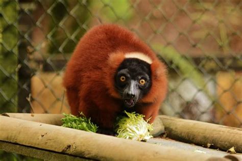 Combe Martin Wildlife And Dinosaur Park Lemur Conservation Network