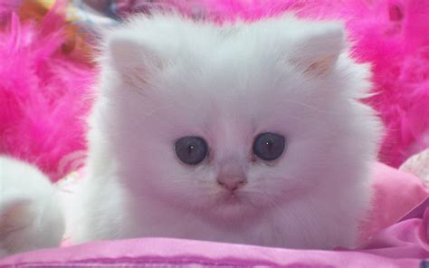 Cute Kitten Kittens Wallpaper 16122934 Fanpop