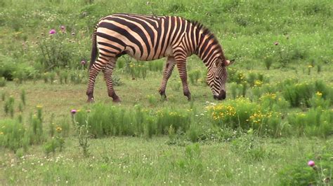 Zebras At Running Wild Farm Youtube