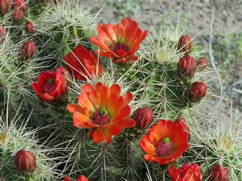Ferocactus In Bloom Chihuahuan Desert Plants Bloom Garden