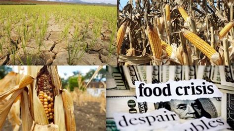Nigeria 26 Others Now Food Crisis Hotspot Countries Un Agencies Say