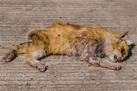 Dead Indian Stray Street Cat Killed In Road Traffic Accident India
