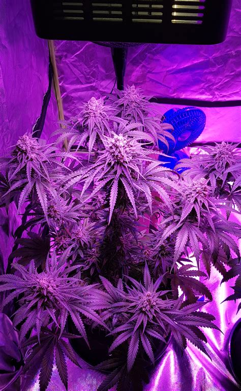 Seedsman Critical Purple Kush Grow Journal Week11 By Rom101 Growdiaries