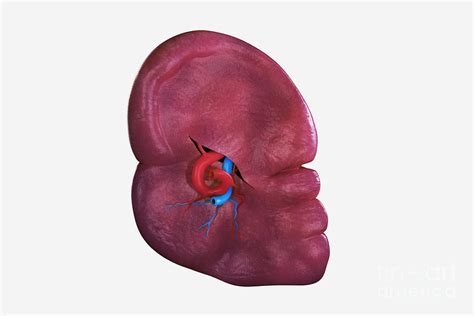 Human Spleen Photograph By Science Picture Co Pixels