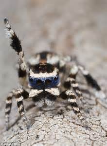 Cute Maratus Personatus Spider Enchants Internet With Bizarre Mating