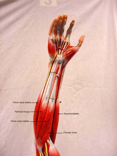 Anterior Forearm Arm Muscle Anatomy Arm Muscles Anatomy