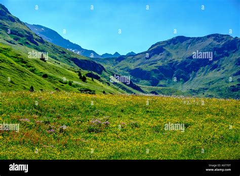 High Plateau Flower Hi Res Stock Photography And Images Alamy