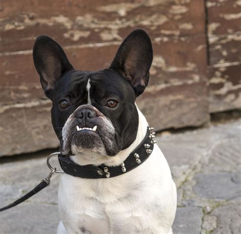 Learn how to help your frenchie and recognize there is a high chance that your french bulldog will have an upper respiratory infection (urt) at our plans do not cover elective procedures, such as tail docking, ear cropping, and claw removal. How to Get Rid of Bad Dog Breath? Here are Some Simple ...