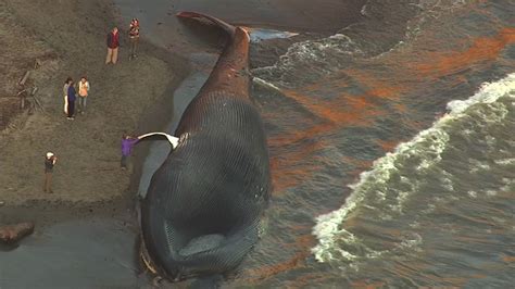 Video Massive Blue Whale Washes Ashore In Bolinas Abc7 San Francisco