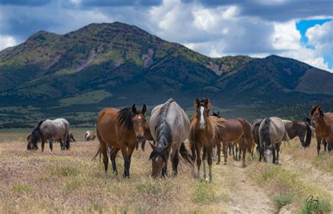 Photographing Onaqui Herd June 14 Onaqui Wild Horses Photography