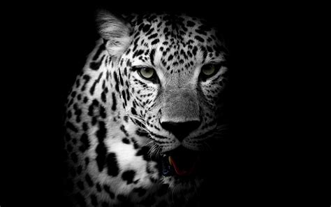Animals African Leopard Leopard Wallpaper