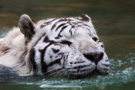 Swimming White Tiger Allan Morley Flickr