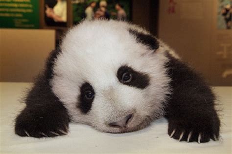 Top 10 Cutest Panda Pics Cute N Tiny