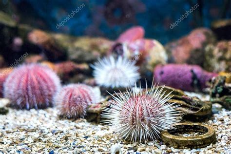 Sea Urchin Oceanic Landscape Coral Reef Animals — Stock Photo