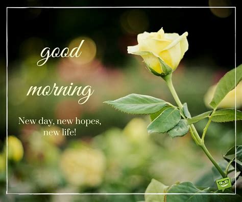 Morning is a wonderful opportunity to wish to love to smile and to see you in good mood. A Wish for the New Day : Good Morning!