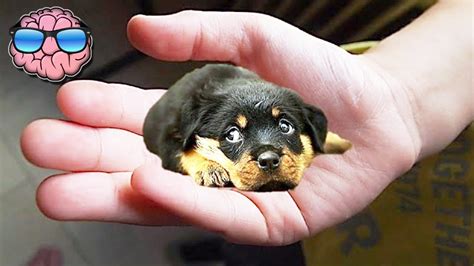 Don't be fooled although small some of these breeds still need a lot of care, exercise and attention. Top 10 SMALLEST DOG BREEDS - YouTube