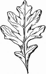 Oak Leaf Drawing Clipart Leaves Tree Drawings Etc Line Coloring Tattoo Usf Edu Types Tattoos English Medium sketch template