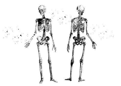 Black And White Art Human Body Skeleton Digital Art By Towery Hill