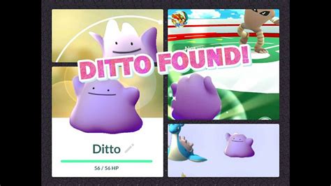 Pokémon Go Ditto Found Ditto Gym Test Using Transform And Rare Catches