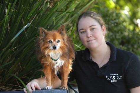Sydney Dogs And Cat Home Launches Its Senior Pet Project For The Second