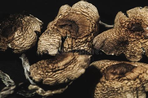 Dried Mexican Magic Mushrooms Is A Psilocybe Cubensis A Specie Of