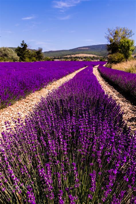 lavender - lavender's view | Lavender fields, Lavender ...