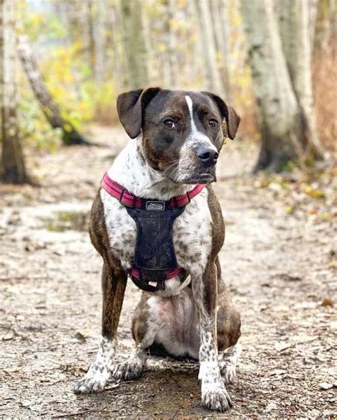 Pointer Pit Pointer And Pitbull Mix Info Facts Pictures Faqs And More