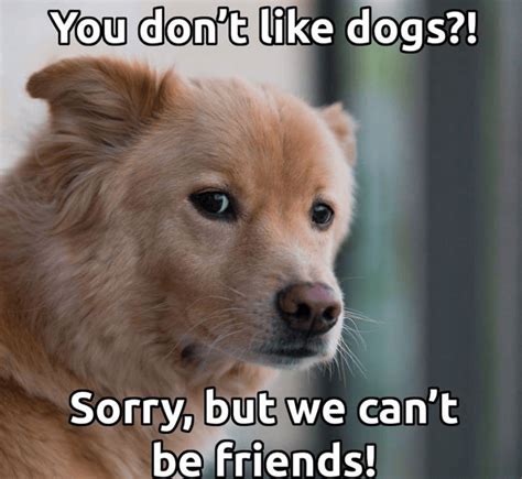 National Dog Day Memes Funny Dog Memes Image And Pictures