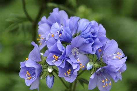 Variegated Jacob S Ladder Polemonium Hybrid Brise D Anjou