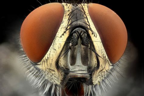 Amazing Insects Up Close Really Close Nature Photo Digest