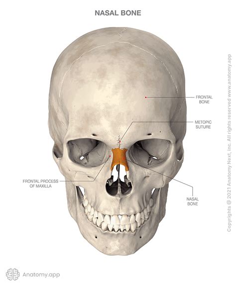 Nasal Bone Encyclopedia Anatomyapp Learn Anatomy 3d Models