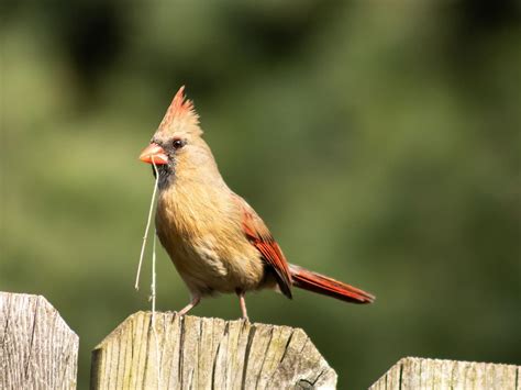 Cardinal Nesting Behavior Eggs Location Faqs Birdfact