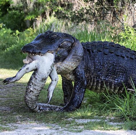 Massive Alligator Eats Smaller Gator Natureismetal