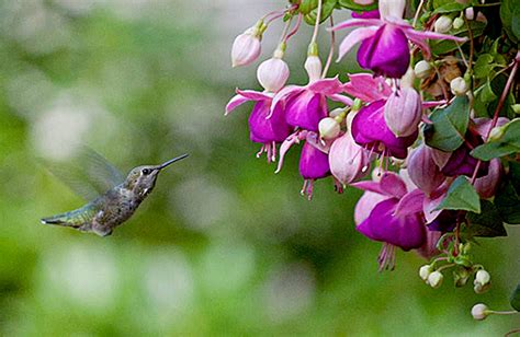 Flowers that attract hummingbirds, bees, and butterflies are certainly on top of my list. How to attract butterflies and hummingbirds to your garden ...