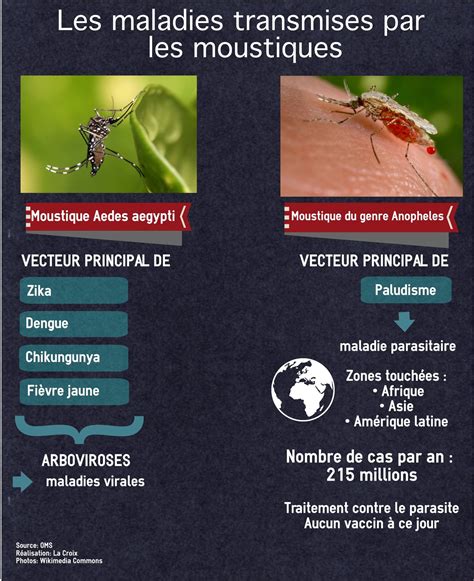 Zika Chikungunya Paludisme Les Maladies Transmises Par Les