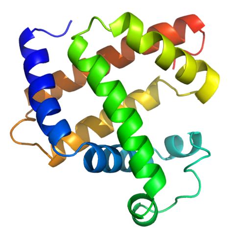 Hemoglobin E Wikidoc