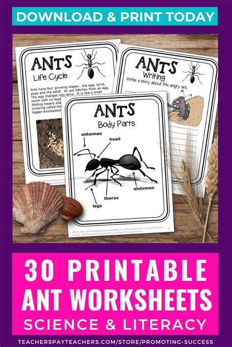 Ants Reading Comprehension Worksheet Free