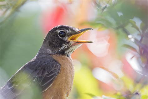 Backyard Birds Of Kentucky Top 11 Species With Pictures