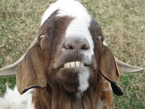 20 Pictures Of Goats Smiling Like Humans