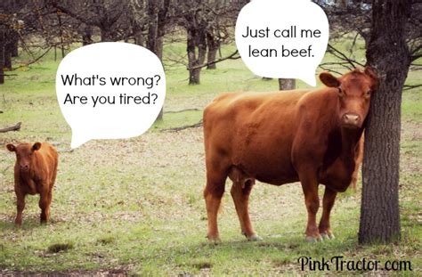 A Little Joke To Brighten Your Moooooood Cow Puns Cows Funny Punny