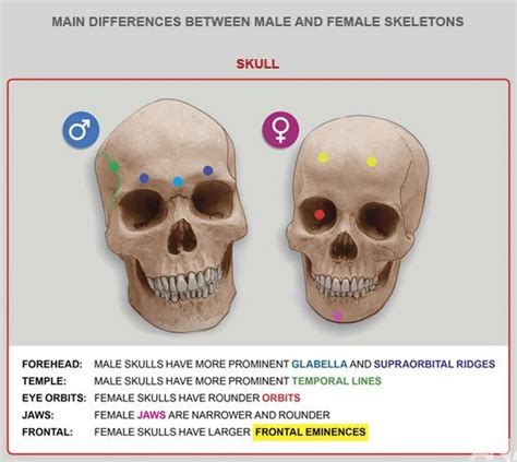 Skull Differences Between Male And Female Anatomy For Artists Skull