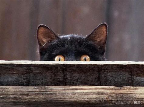 Cat Peeking Aww