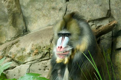 If You Ve Never Heard Of The Bali Monkey Forest Here S The Lowdown A