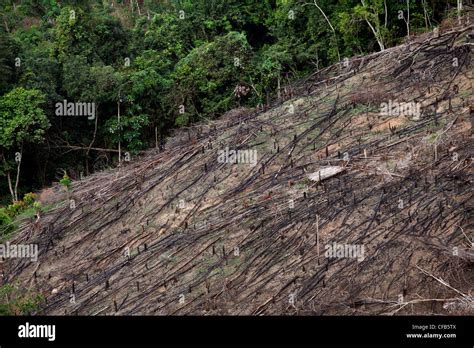 Deforestation Due To Logging To Plant Palm Oil Plantations In Sabah
