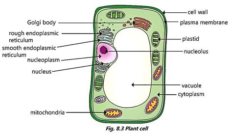 Draw The Neat Diagram Of Plant Cell Label The Following Parts In The