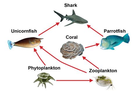 Ocean Food Web Examples