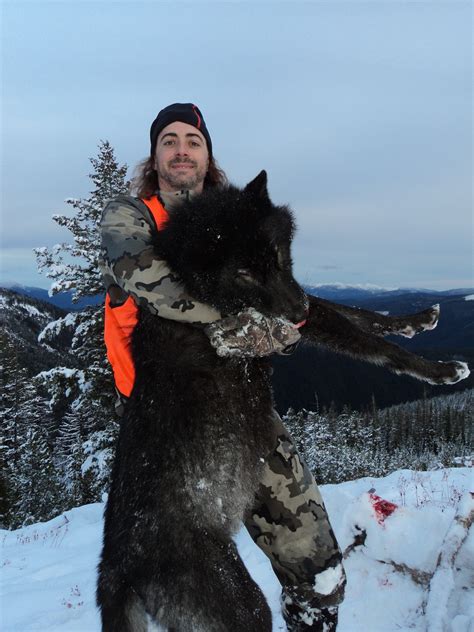 Wolf Hunting Montana Hunting Outfitter