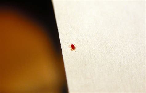 I Finally Have A Name For Those Tiny Red Bugs That Pop Up Periodically
