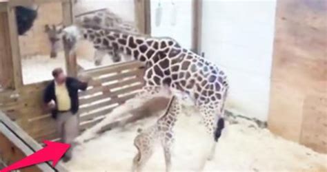 April The Angry Momma Giraffe Kicks Vet In The Nuts To Protect Her